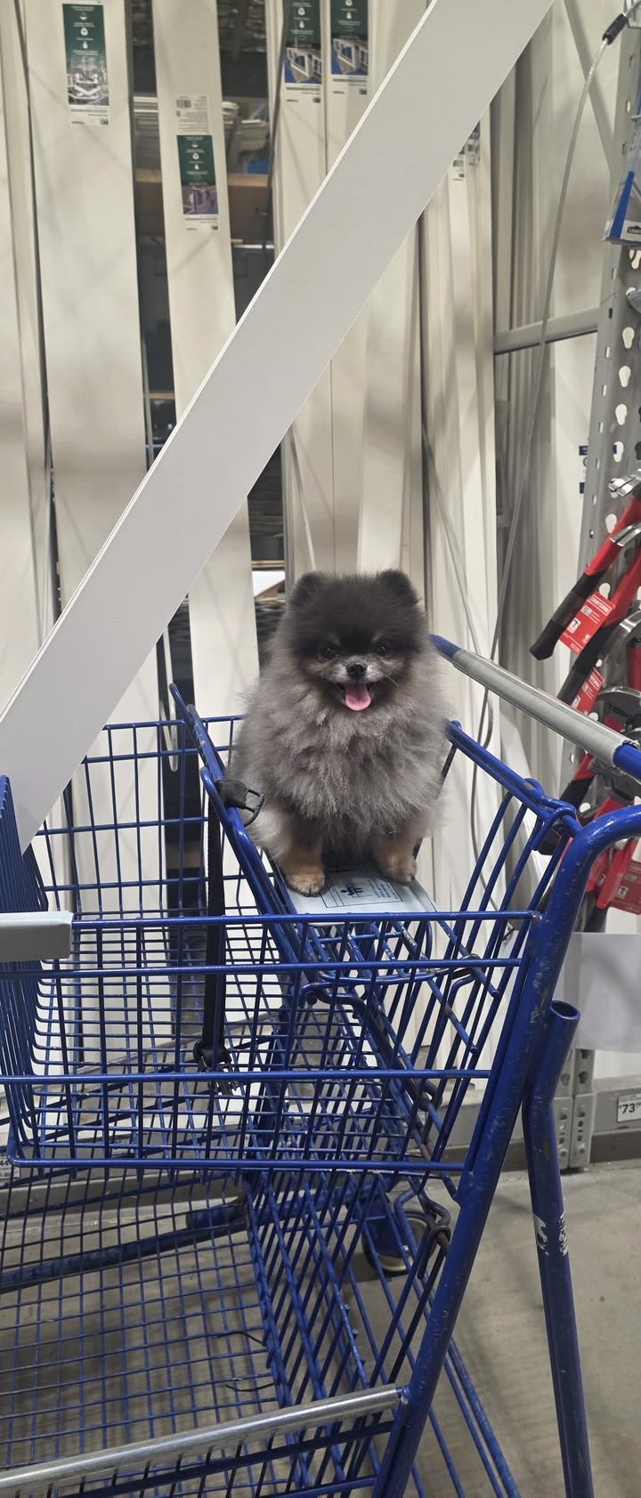 Anita’s Puppy Palace Mobile Pet Grooming And Boarding Kennels