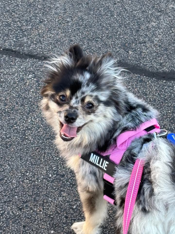 Anita’s Puppy Palace Mobile Pet Grooming And Boarding Kennels