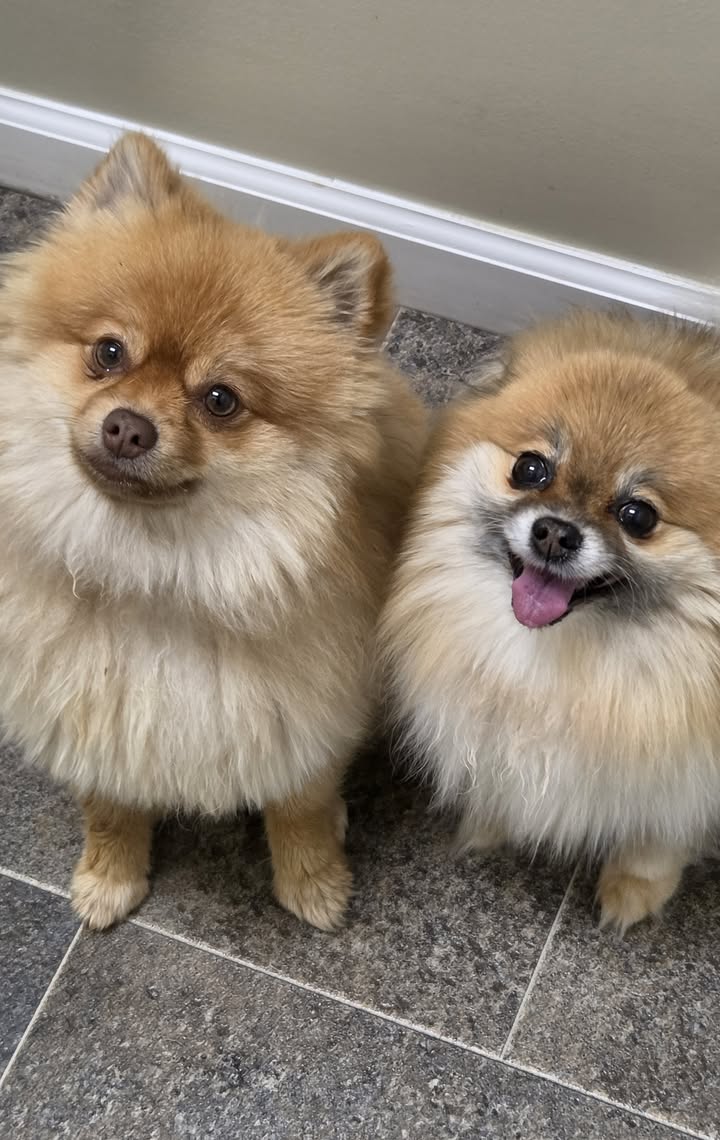 Anita’s Puppy Palace Mobile Pet Grooming And Boarding Kennels