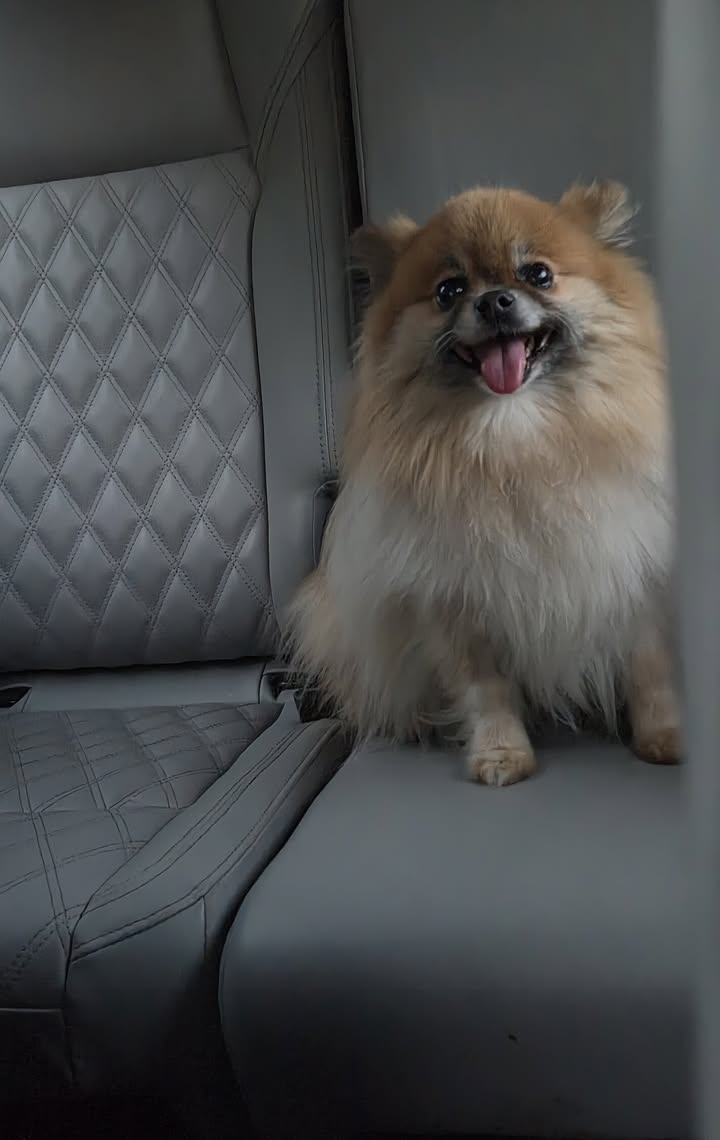 Anita’s Puppy Palace Mobile Pet Grooming And Boarding Kennels