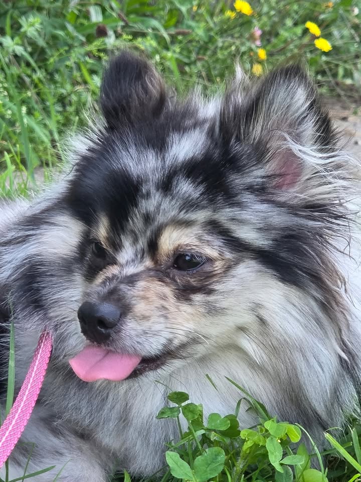 Anita’s Puppy Palace Mobile Pet Grooming And Boarding Kennels