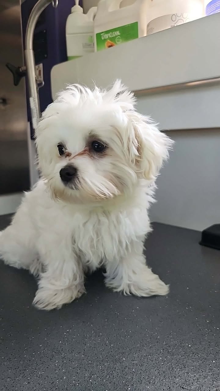 Anita’s Puppy Palace Mobile Pet Grooming And Boarding Kennels
