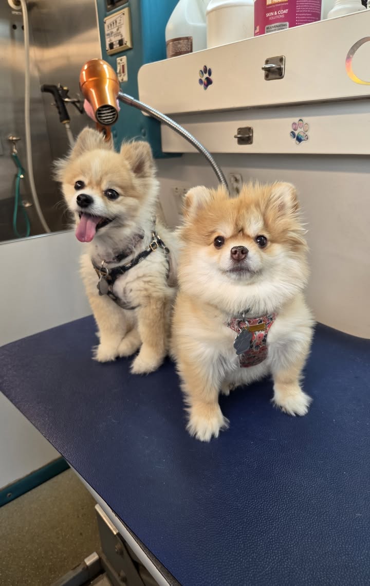 Anita’s Puppy Palace Mobile Pet Grooming And Boarding Kennels