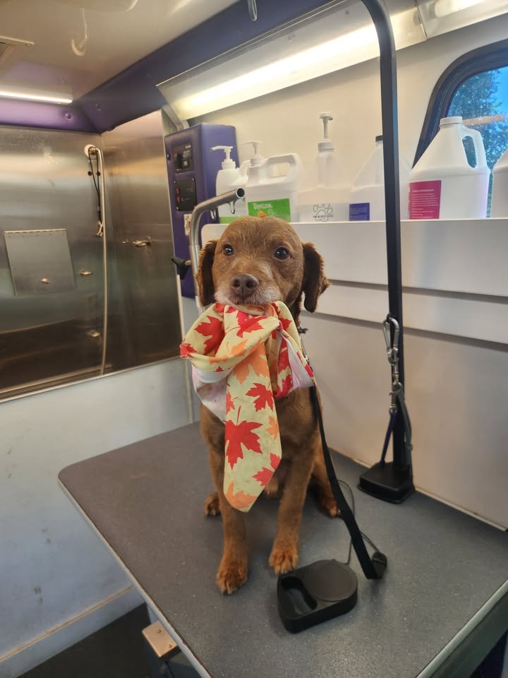 Anita’s Puppy Palace Mobile Pet Grooming And Boarding Kennels