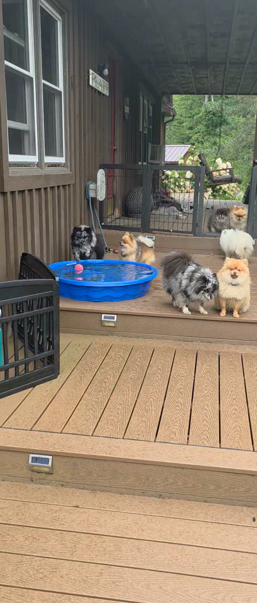 Anita’s Puppy Palace Mobile Pet Grooming And Boarding Kennels