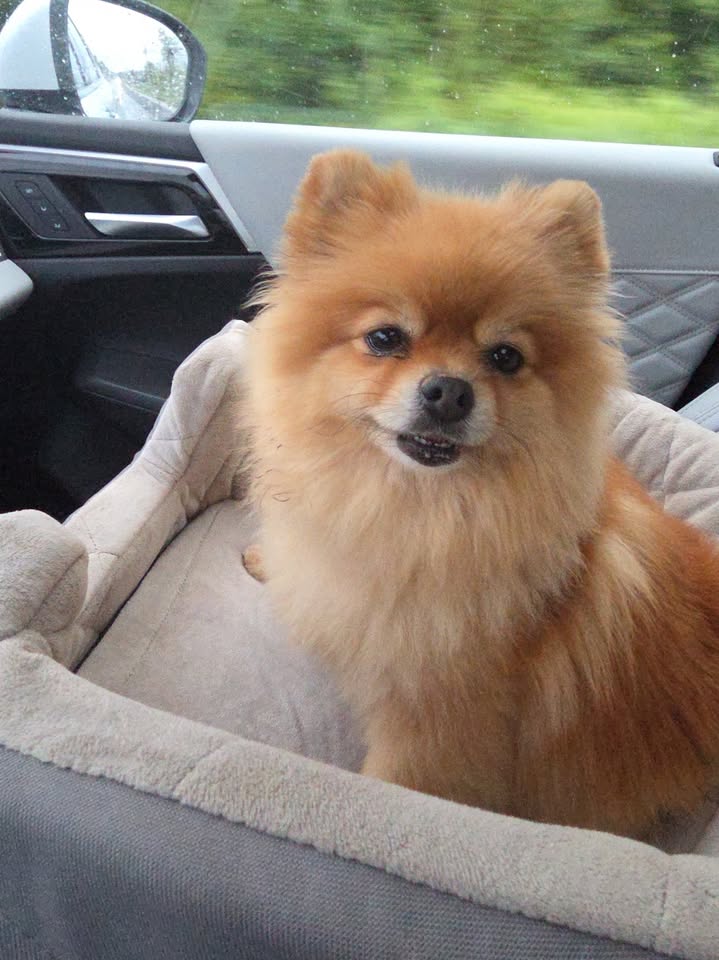 Anita’s Puppy Palace Mobile Pet Grooming And Boarding Kennels