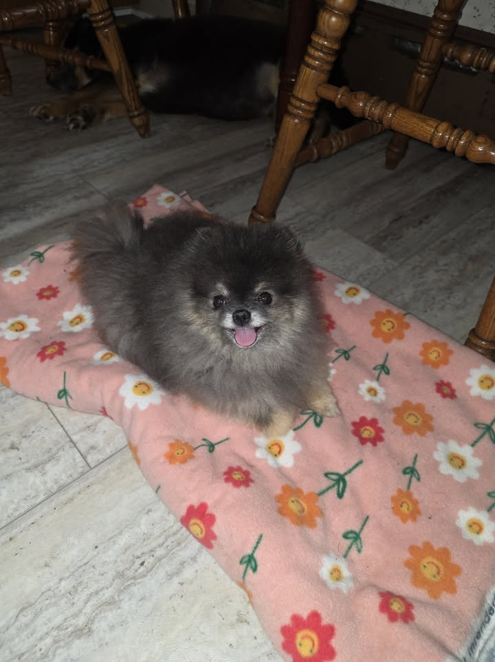 Anita’s Puppy Palace Mobile Pet Grooming And Boarding Kennels