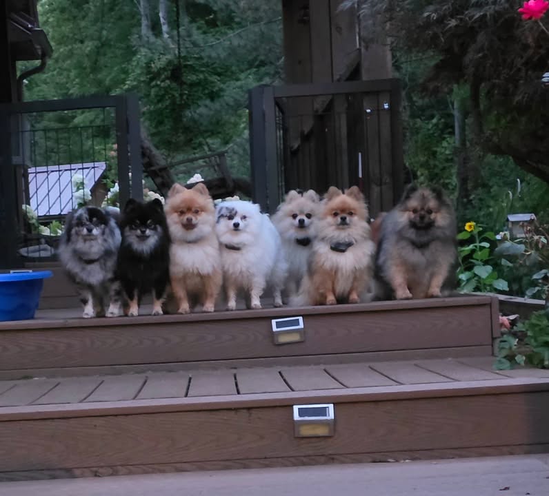 Anita’s Puppy Palace Mobile Pet Grooming And Boarding Kennels