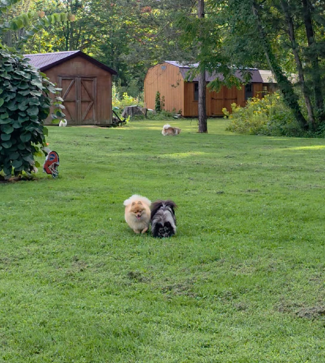 Anita’s Puppy Palace Mobile Pet Grooming And Boarding Kennels