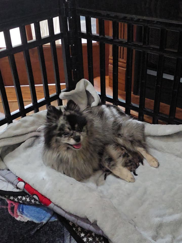 Anita’s Puppy Palace Mobile Pet Grooming And Boarding Kennels