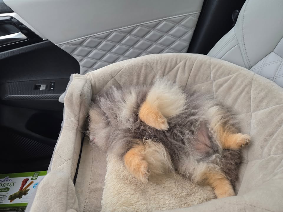 Anita’s Puppy Palace Mobile Pet Grooming And Boarding Kennels