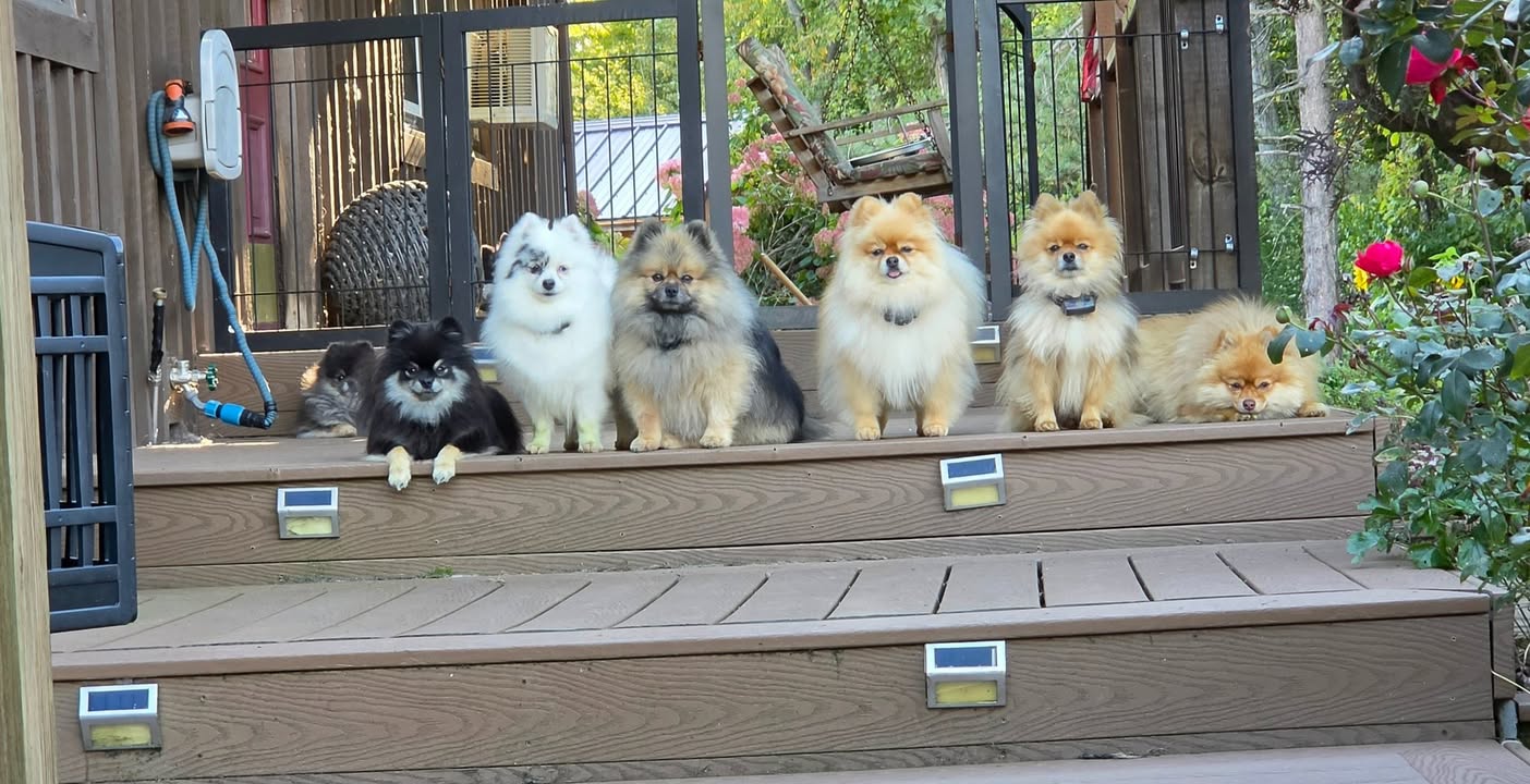 Anita’s Puppy Palace Mobile Pet Grooming And Boarding Kennels