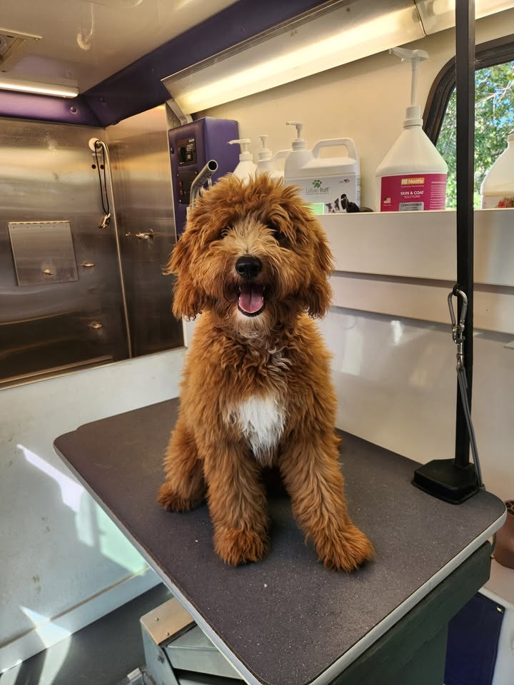 Anita’s Puppy Palace Mobile Pet Grooming And Boarding Kennels
