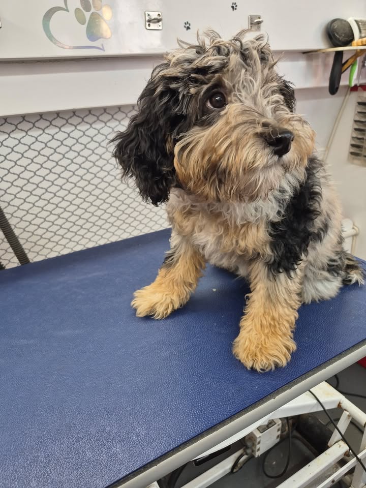 Anita’s Puppy Palace Mobile Pet Grooming And Boarding Kennels