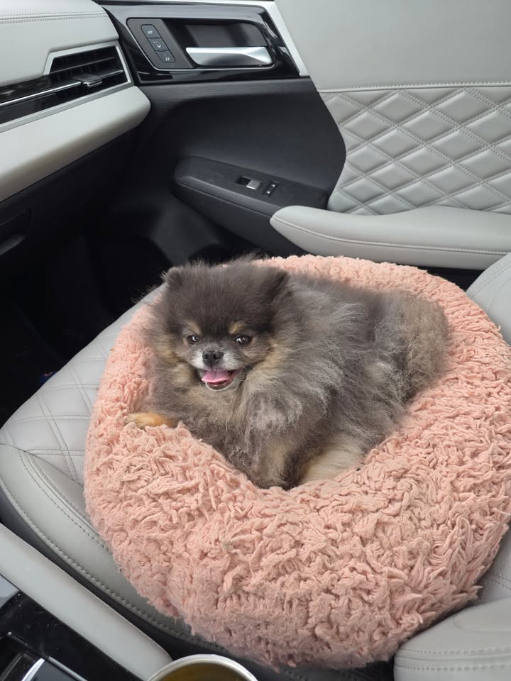 Anita’s Puppy Palace Mobile Pet Grooming And Boarding Kennels