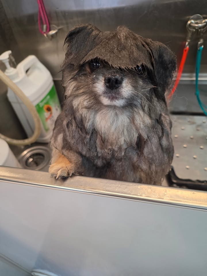 Anita’s Puppy Palace Mobile Pet Grooming And Boarding Kennels