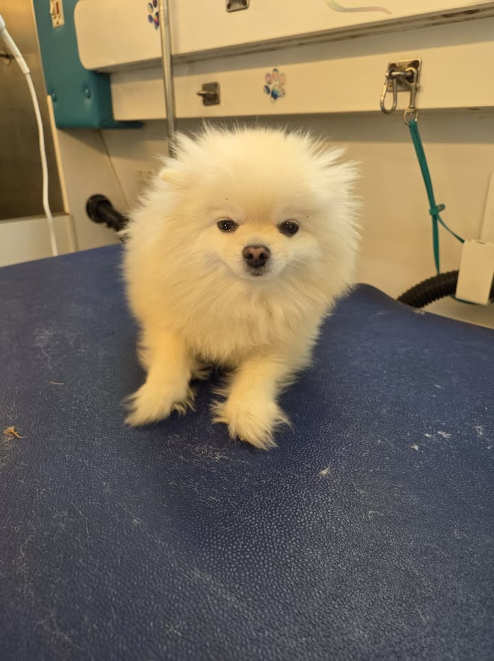 Anita’s Puppy Palace Mobile Pet Grooming And Boarding Kennels