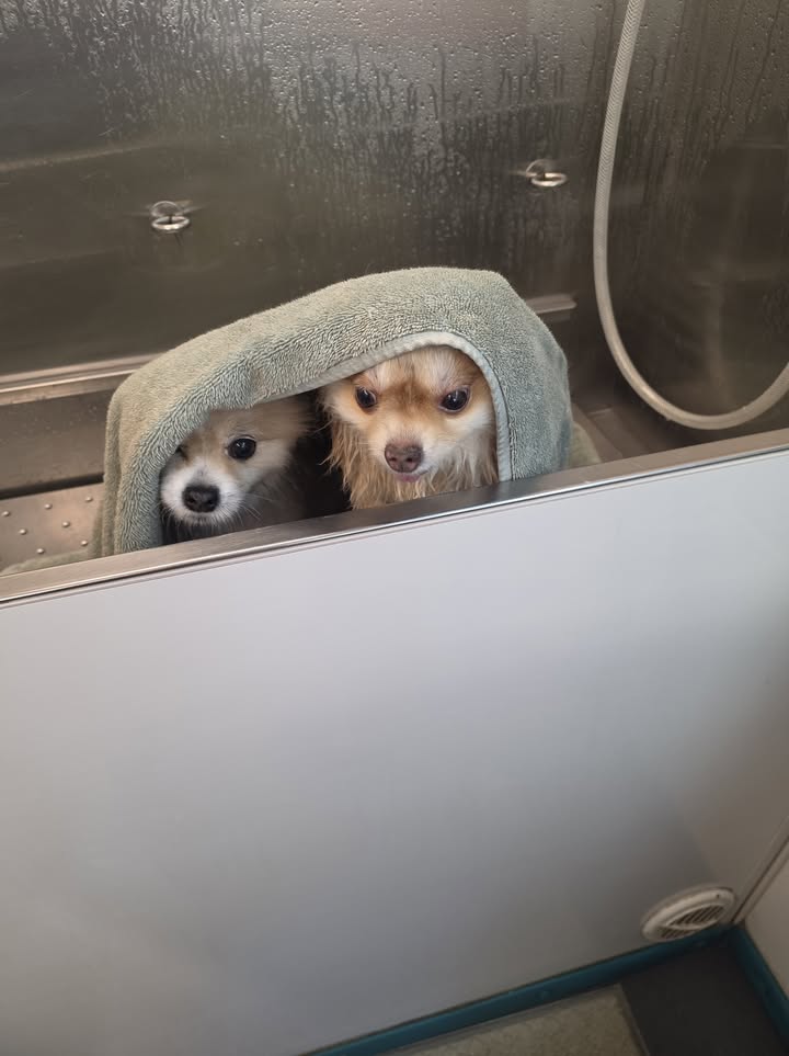 Anita’s Puppy Palace Mobile Pet Grooming And Boarding Kennels