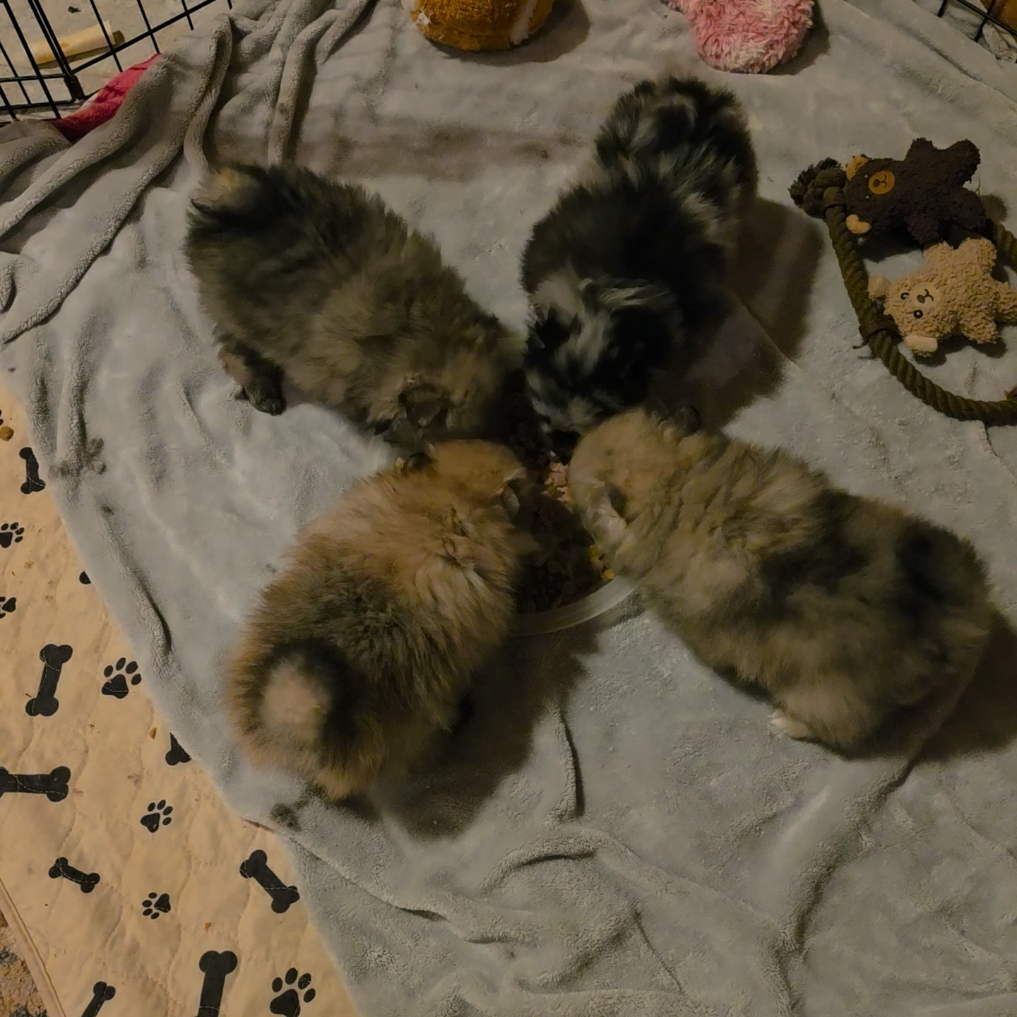 Anita’s Puppy Palace Mobile Pet Grooming And Boarding Kennels