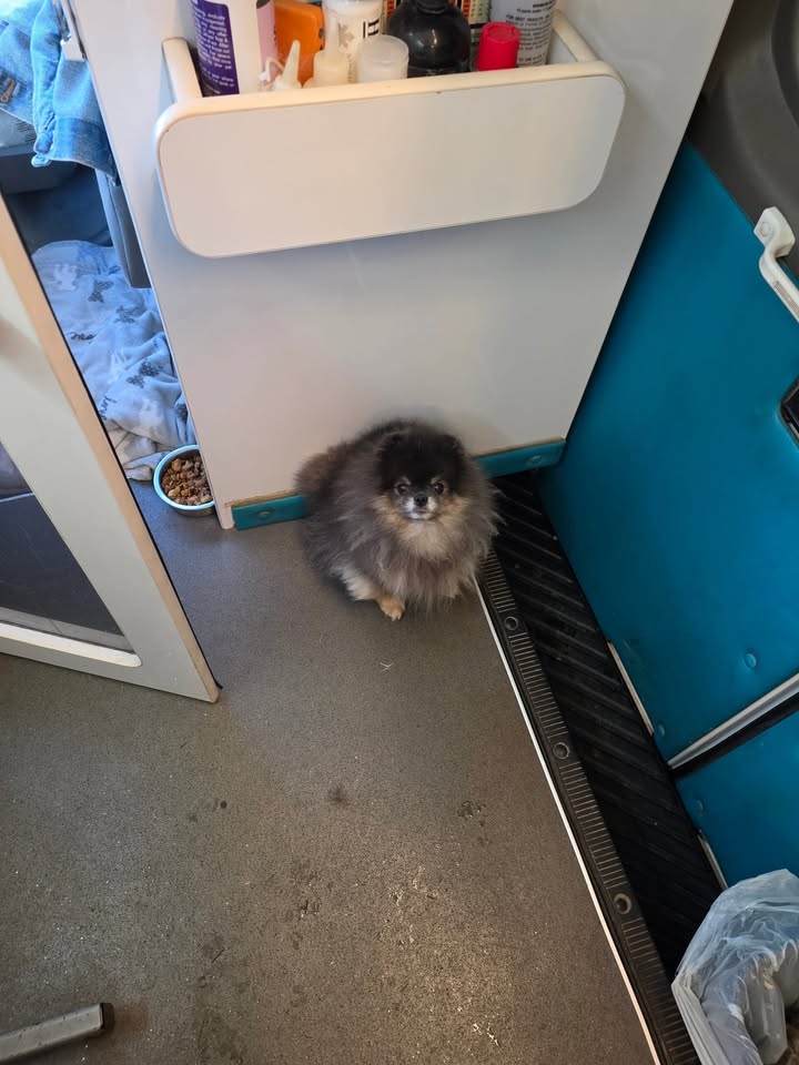 Anita’s Puppy Palace Mobile Pet Grooming And Boarding Kennels