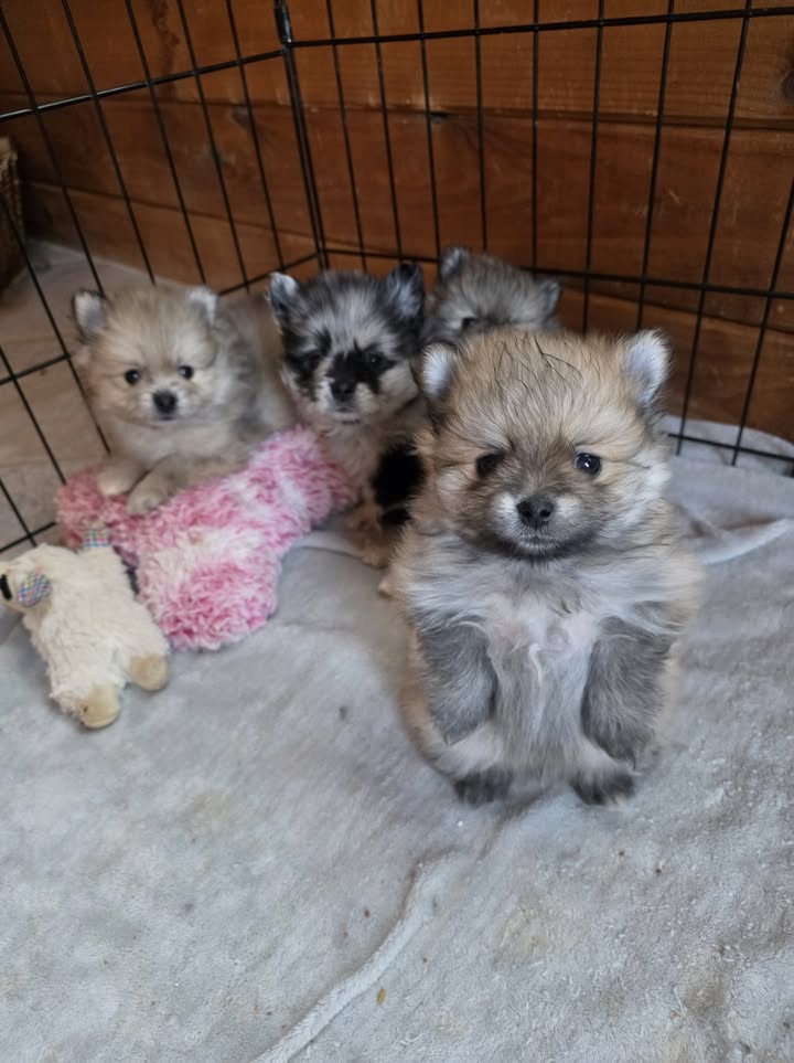 Anita’s Puppy Palace Mobile Pet Grooming And Boarding Kennels